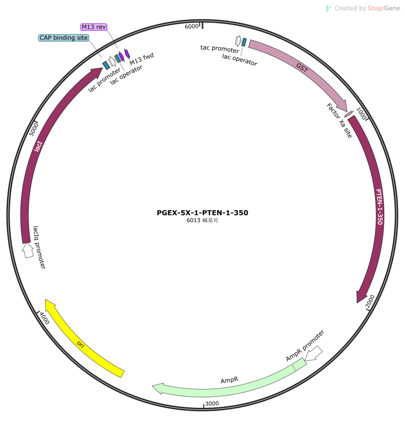 PGEX-5X-1-PTEN-1-350